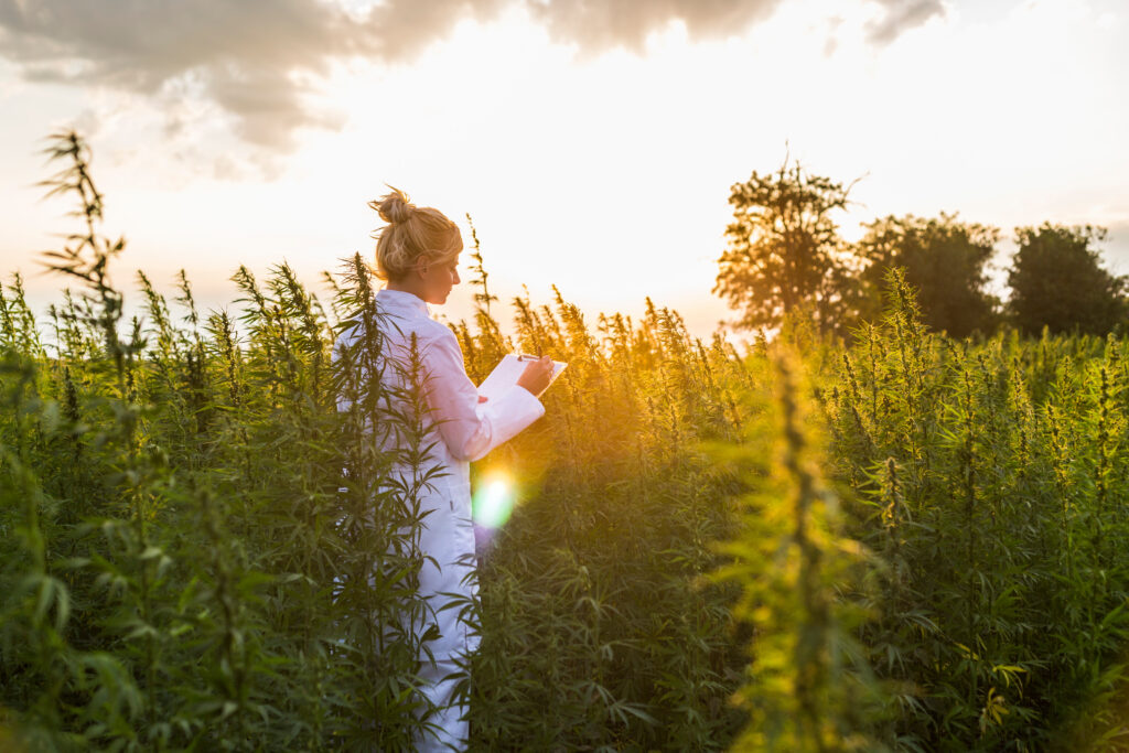 Scientist observing CBD hemp plants on marijuana field and taking notes. Medicinal and recreational marijuana plants cultivation.